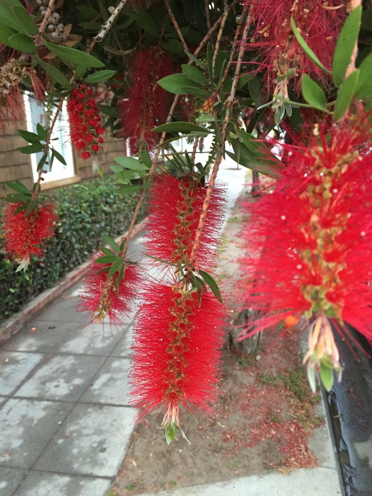 B Cool tree blooms La Jolla