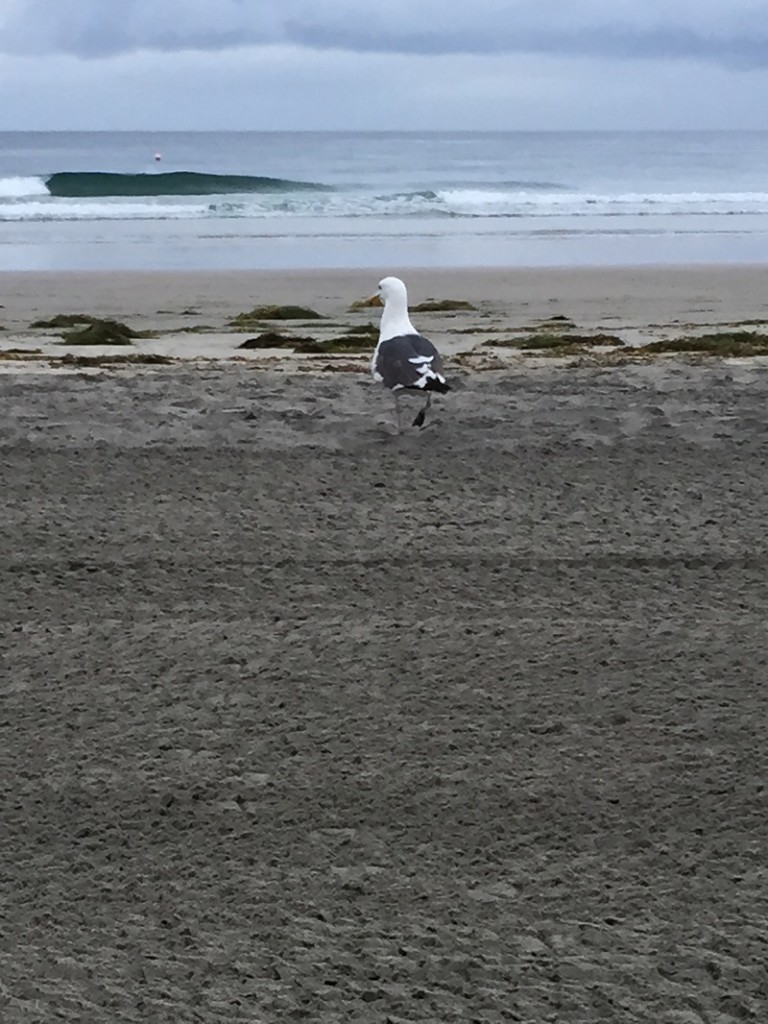B Gull strolling on the beach La Jolla