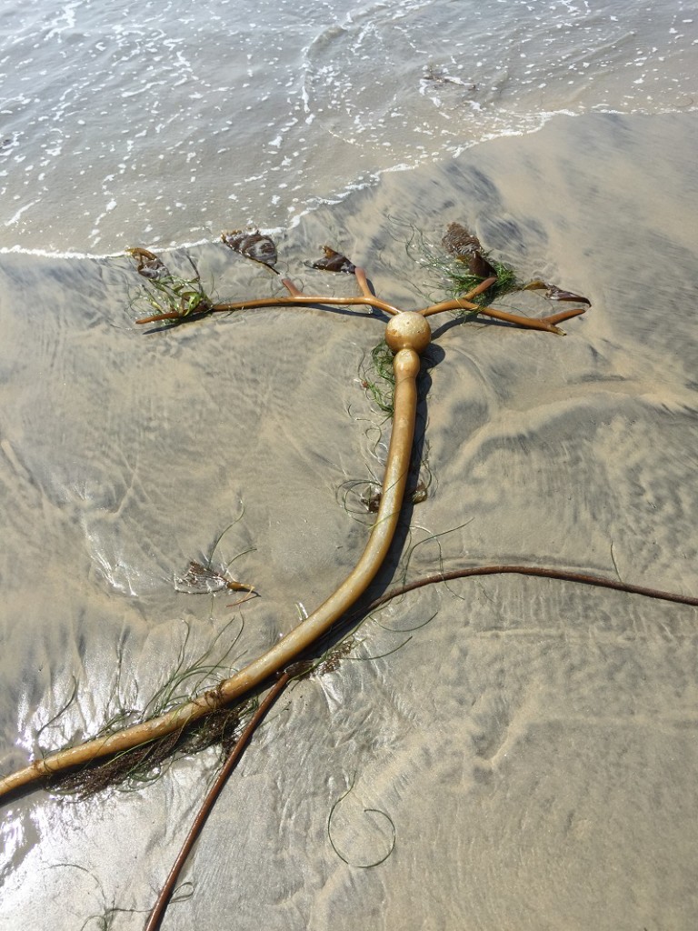 B Seaweed at La Jolla Shores Beach